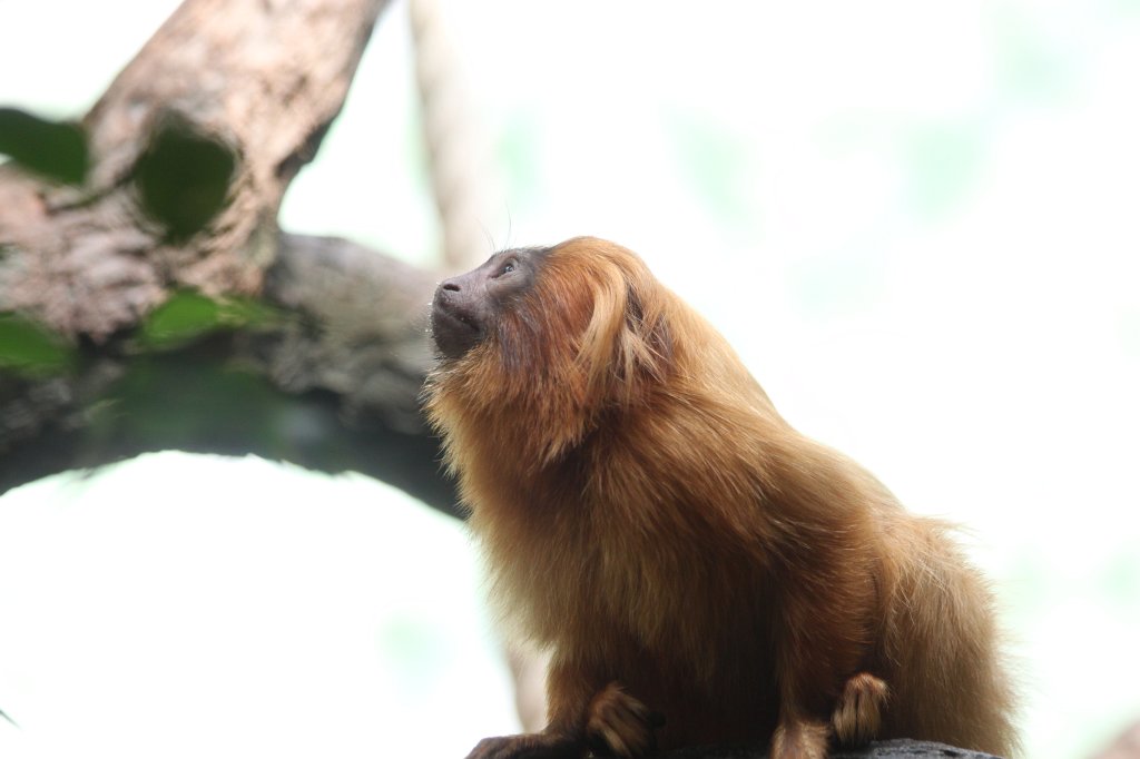 IMG_9249.JPG -  Golden lion tamarin 