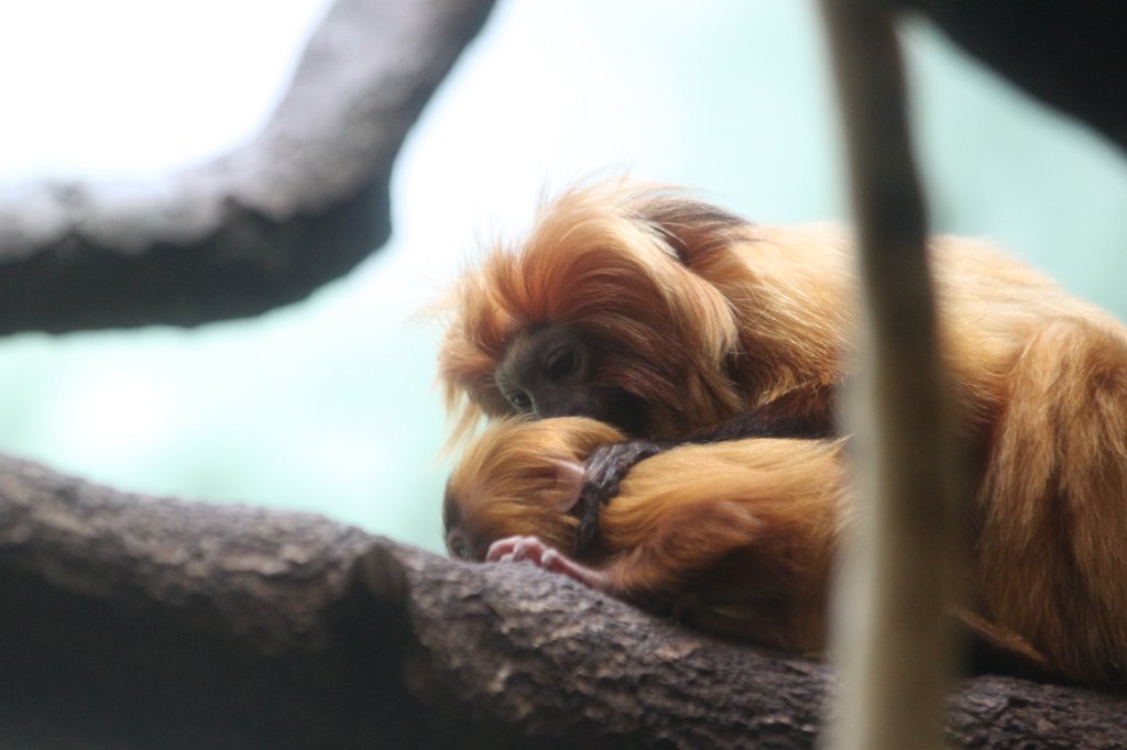 IMG_9261.JPG -  Golden lion tamarin 