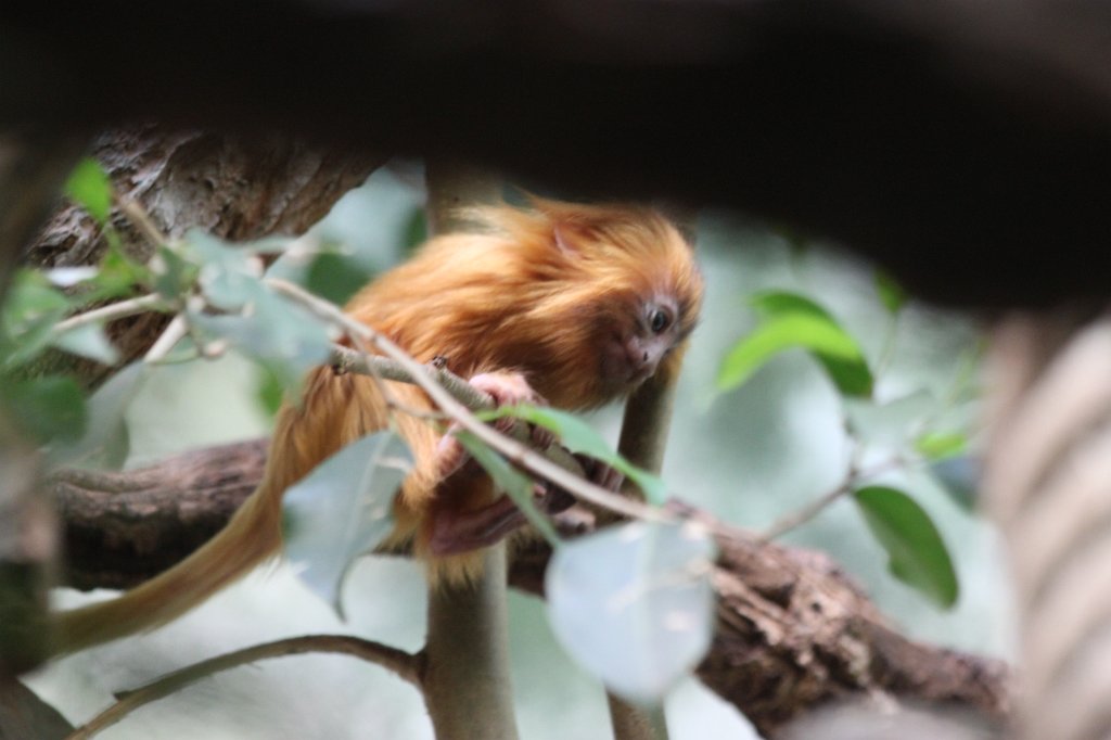 IMG_9265.JPG -  Golden lion tamarin 