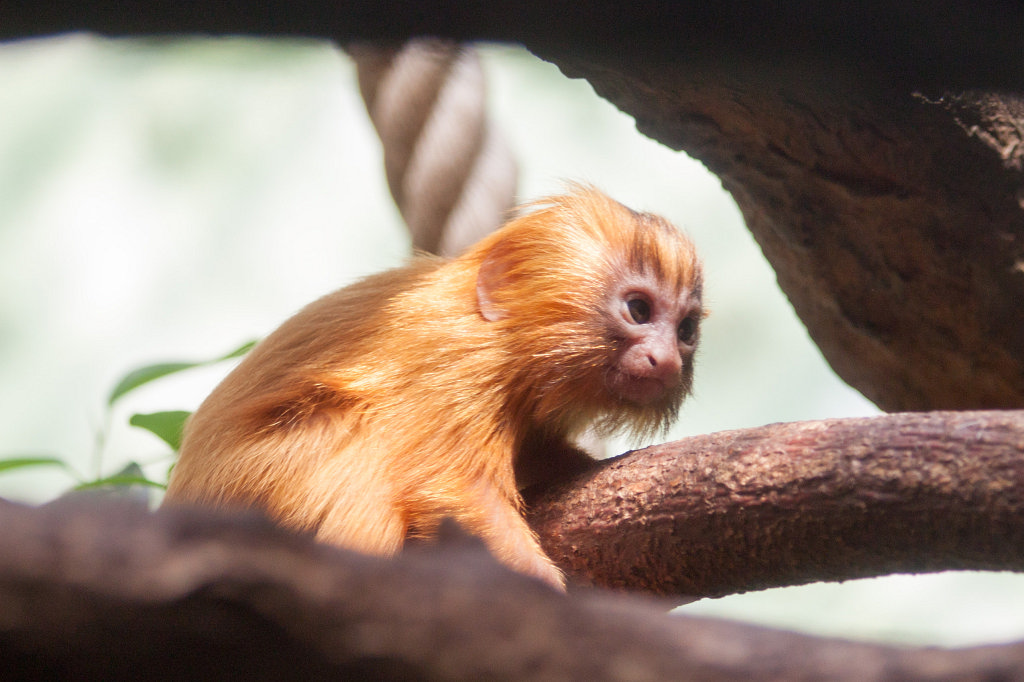 IMG_9276_c.jpg -  Golden lion tamarin 