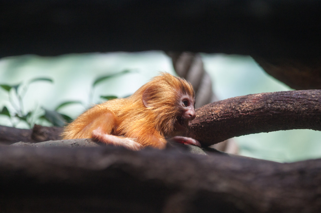 IMG_9279_c.jpg -  Golden lion tamarin 