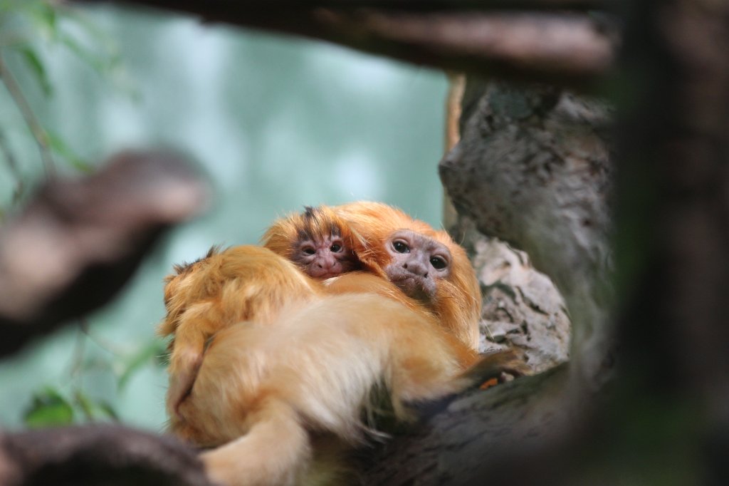 IMG_9284.JPG -  Golden lion tamarin 