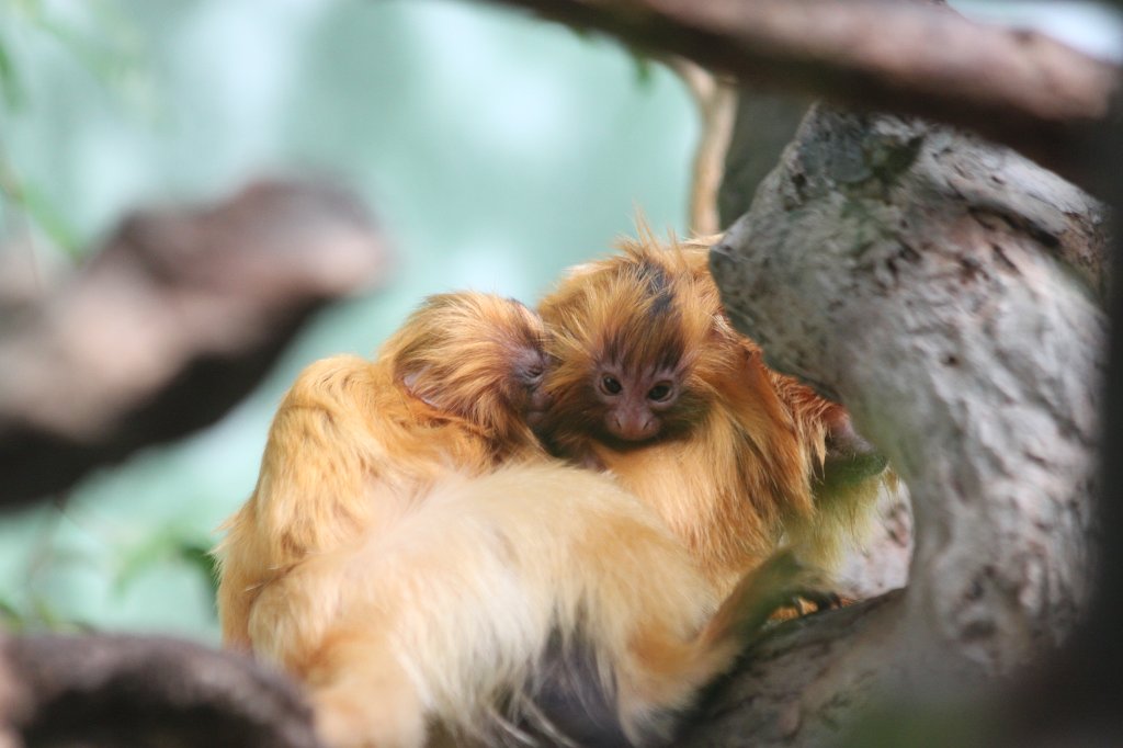 IMG_9290.JPG -  Golden lion tamarin 