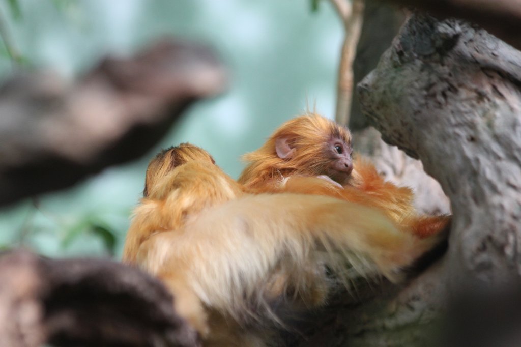 IMG_9291.JPG -  Golden lion tamarin 