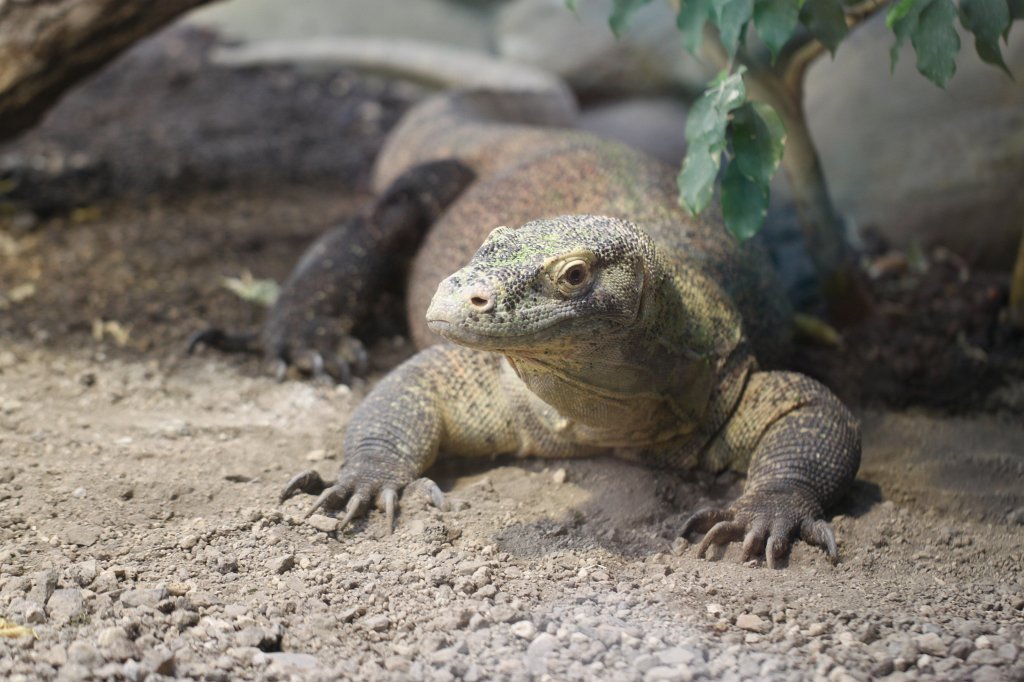 IMG_9312.JPG -  Komodo dragon  ( Komodowaran )