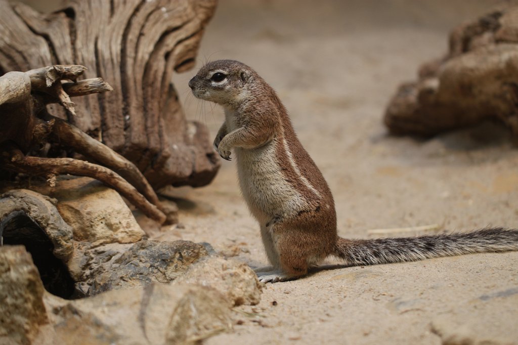 IMG_9332.JPG -  Cape ground squirrel  ( Kap-Borstenhörnchen )