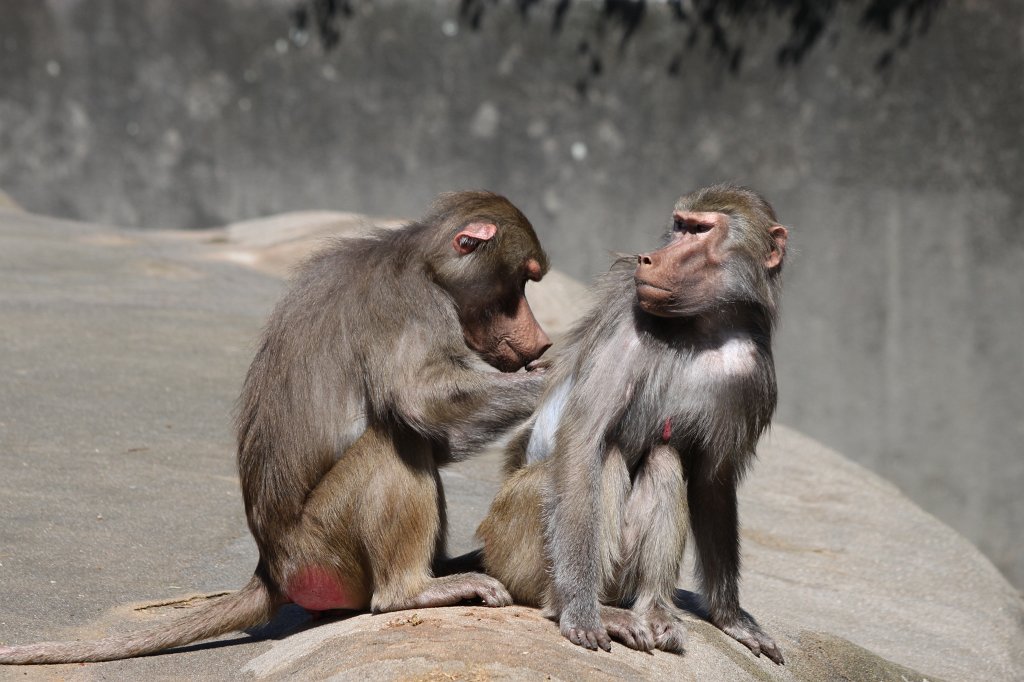 IMG_9354.JPG -  Hamadryas baboon  ( Mantelpavian )