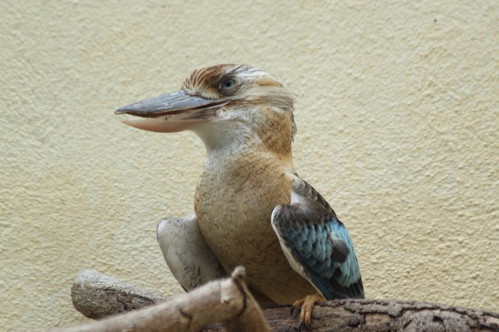 IMG_9377.JPG -  Blue-winged kookaburra  ( Blauflügel-Kookaburra )