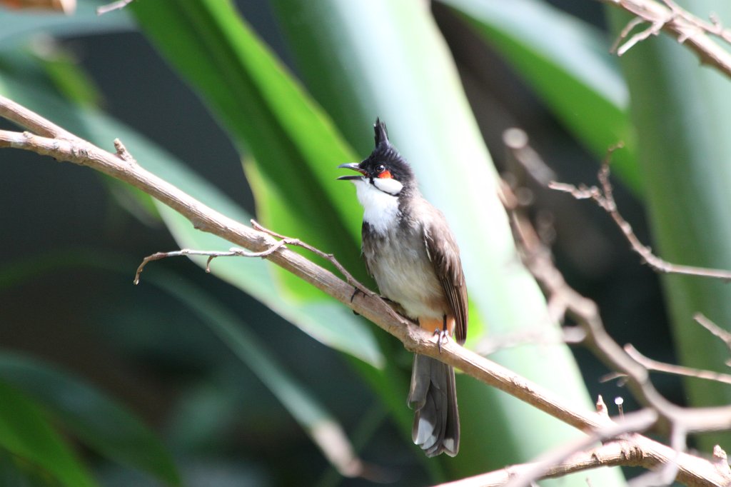 IMG_9403.JPG -  Red-whiskered bulbul  ( Rotohrbülbül )