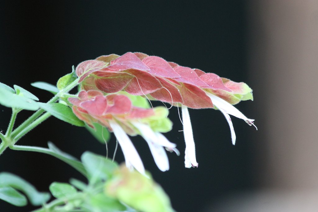 IMG_9408.JPG -  Justicia brandegeeana  (Zierhopfen)