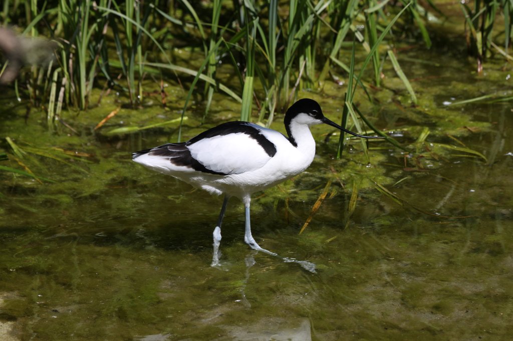 IMG_9420.JPG -  Pied avocet  ( Säbelschnäbler )