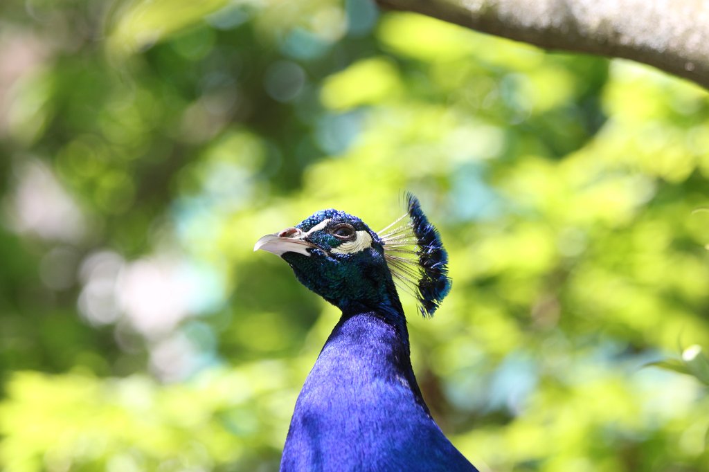 IMG_9435.JPG -  Indian peafowl  ( Blauer Pfau )