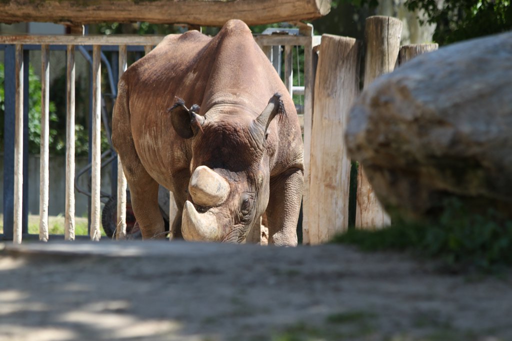 IMG_9442.JPG -  Black rhinoceros  ( Spitzmaulnashorn )