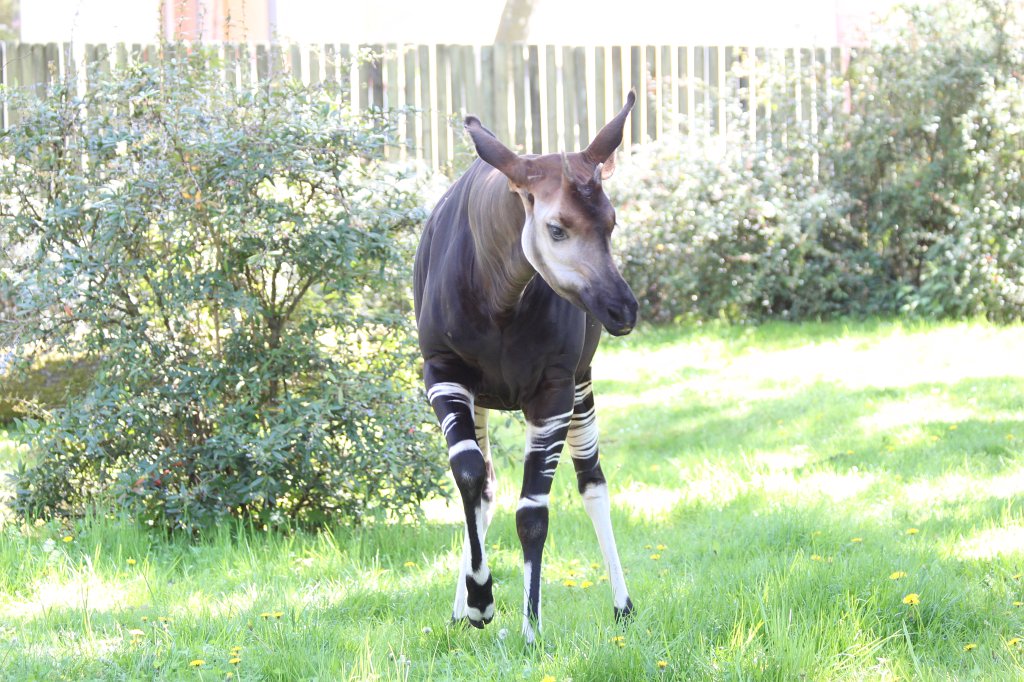 IMG_9460.JPG -  Okapi  ( Waldgiraffe )