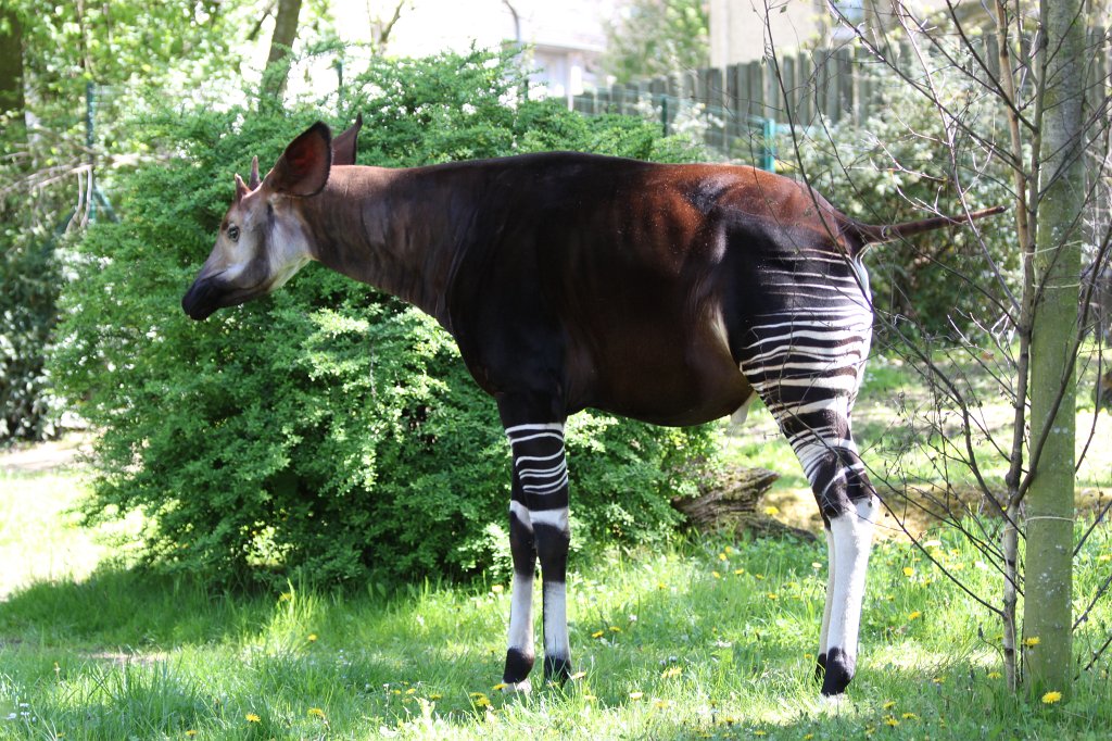 IMG_9465.JPG -  Okapi  ( Waldgiraffe )