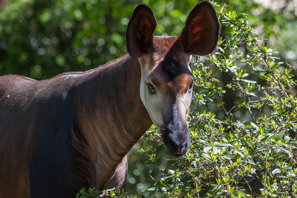 IMG_9487_c.jpg -  Okapi  ( Waldgiraffe )