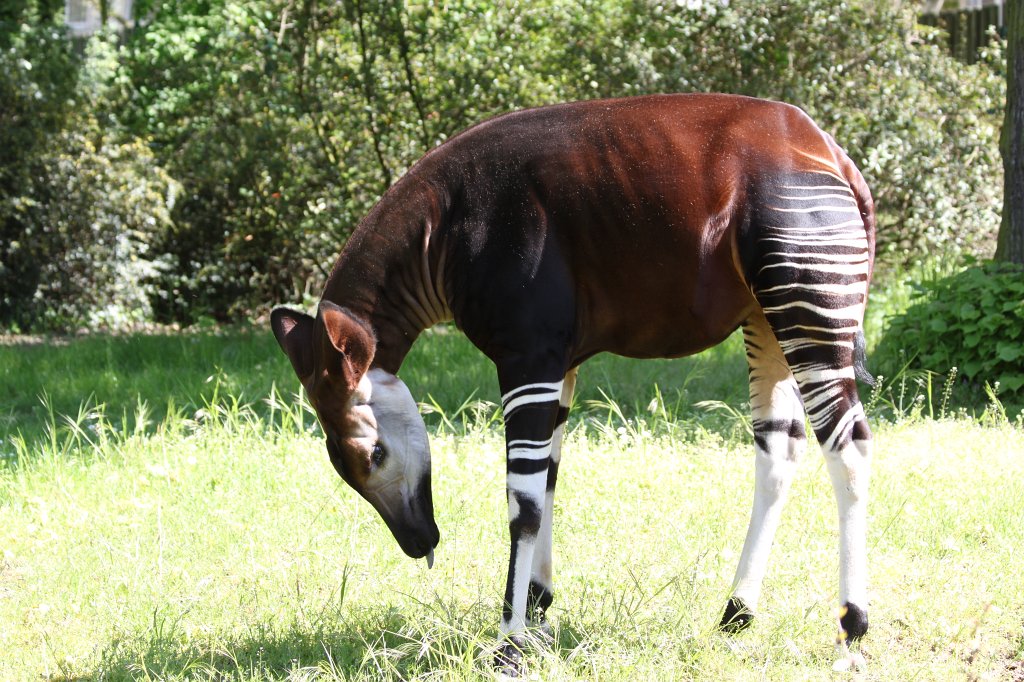 IMG_9491.JPG -  Okapi  ( Waldgiraffe )