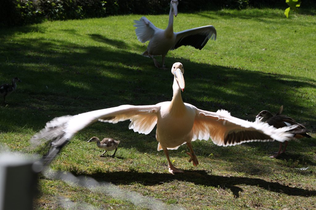 IMG_9503.JPG -  Pelican  ( Pelikan )