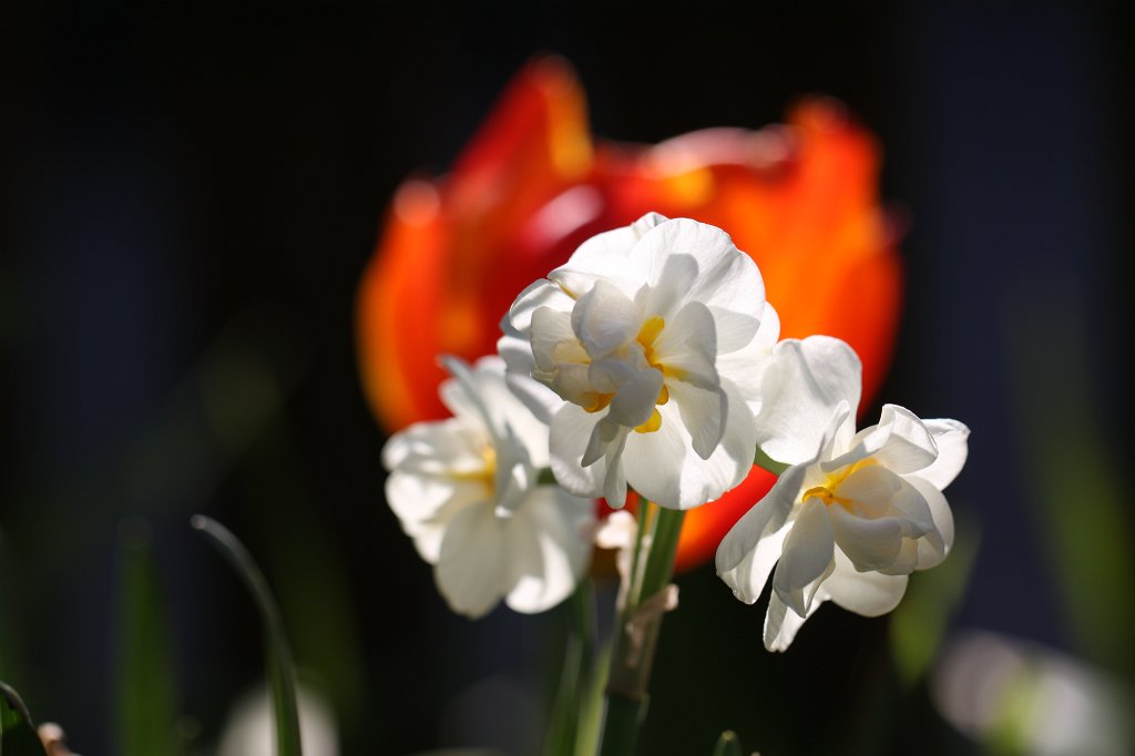 IMG_9550.JPG -  Narcissus  ( Narzissen )