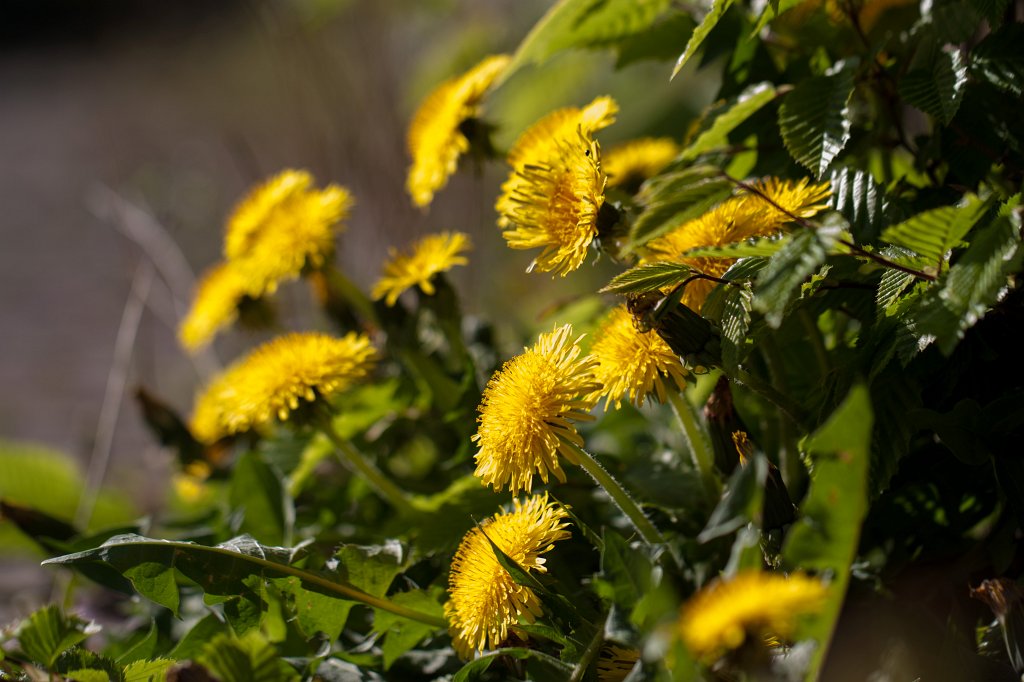IMG_9551_c.jpg -  Dandelion  ( Löwenzahn )