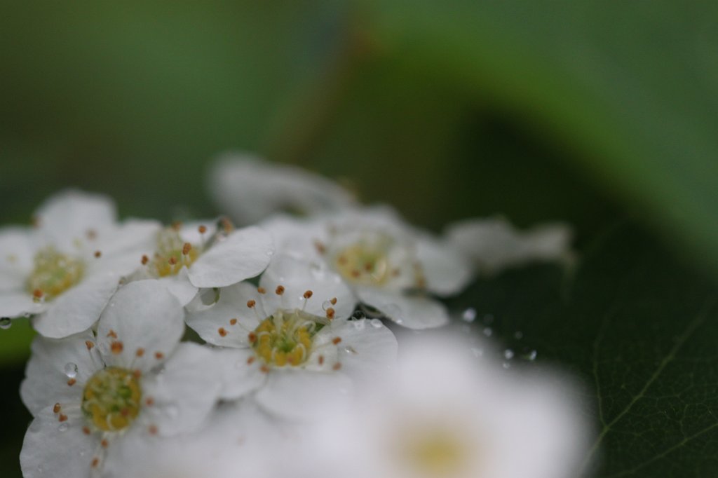 IMG_9847.JPG - Flowering shrub