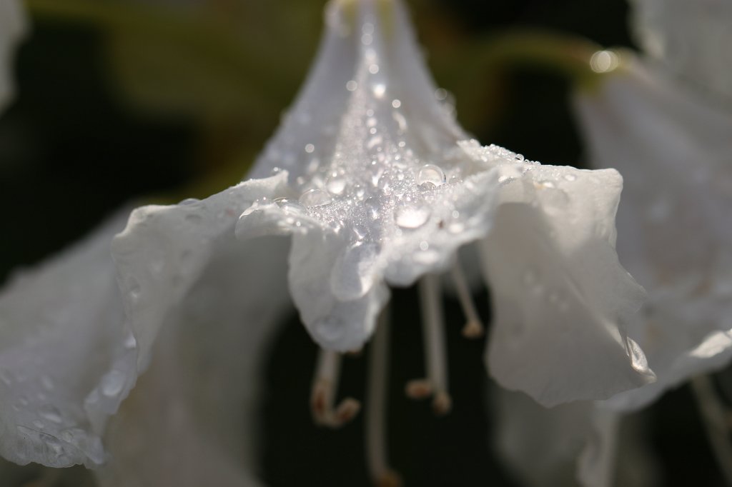 IMG_9853.JPG -  Rhododendron 