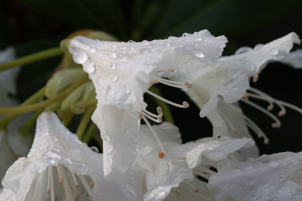 IMG_9855.JPG -  Rhododendron 