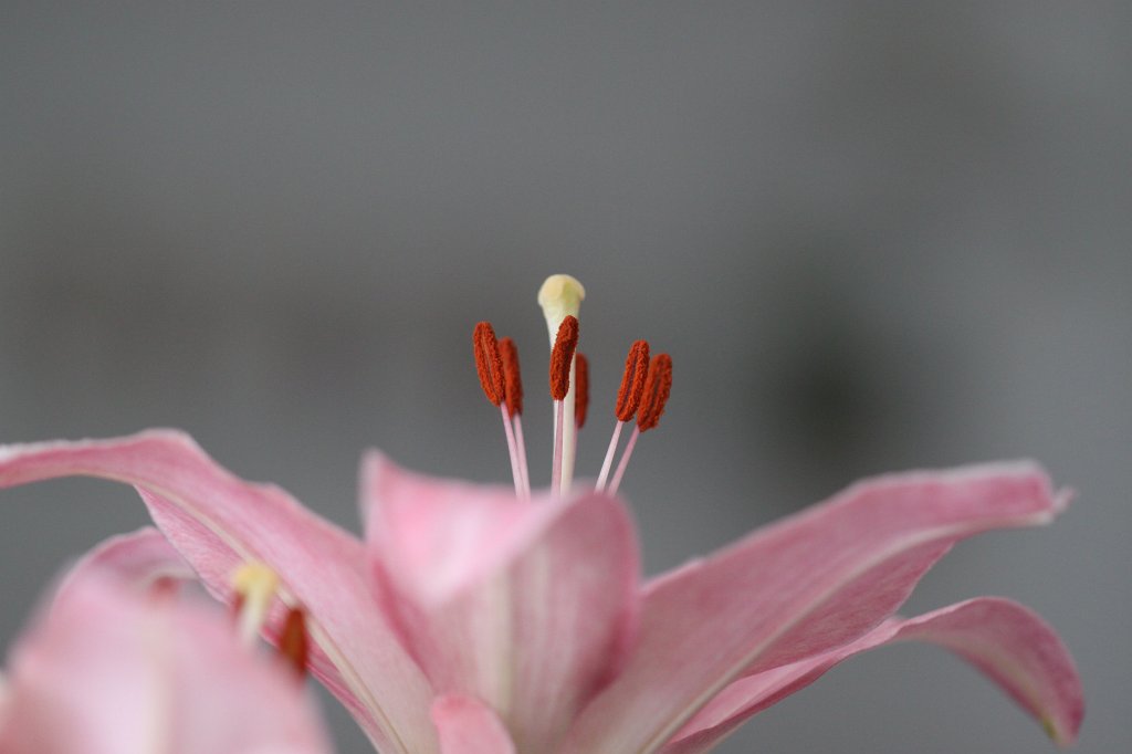 IMG_9873.JPG - Muttertagsstrauß