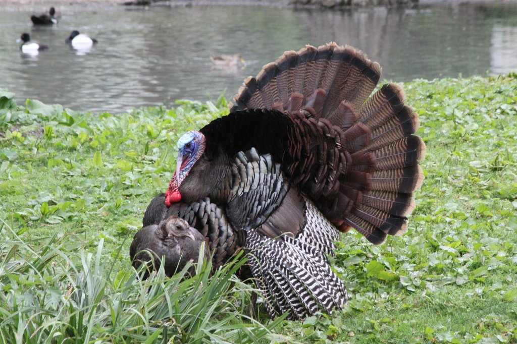 IMG_9889.JPG -  Turkey  ( Truthahn )