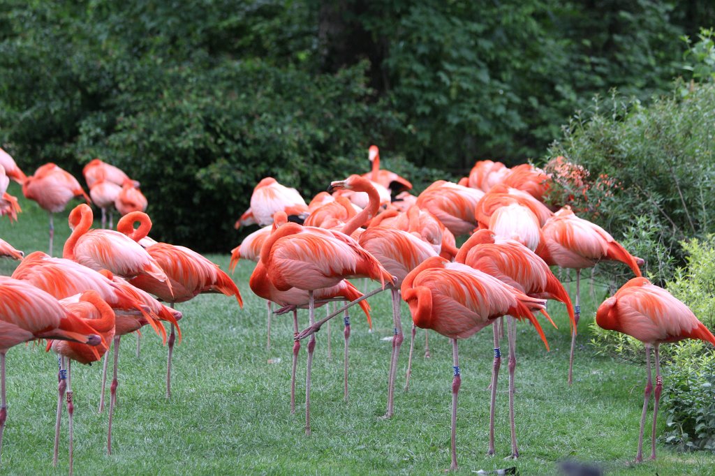 IMG_9901.JPG -  Flamingos 