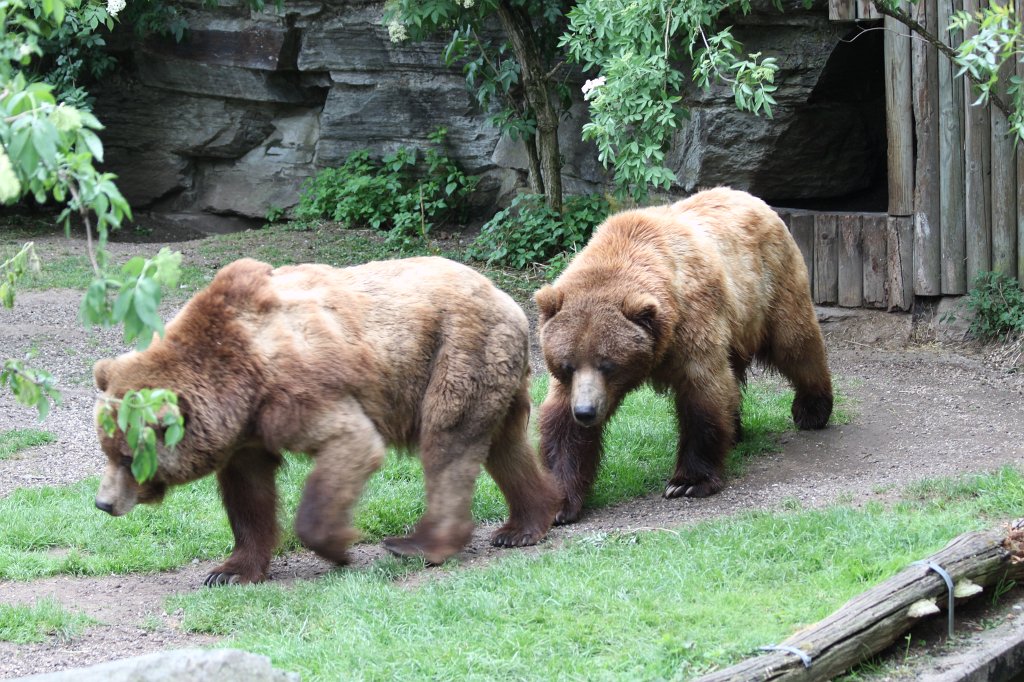 IMG_9916.JPG -  Grizzly  ( Grizzlybär )