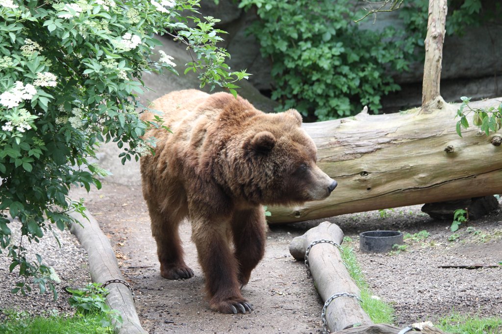 IMG_9925.JPG -  Grizzly  ( Grizzlybär )