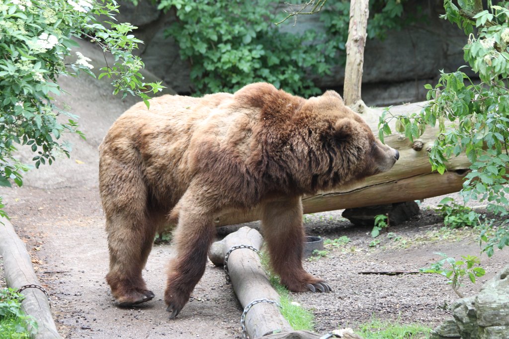 IMG_9926.JPG -  Grizzly  ( Grizzlybär )