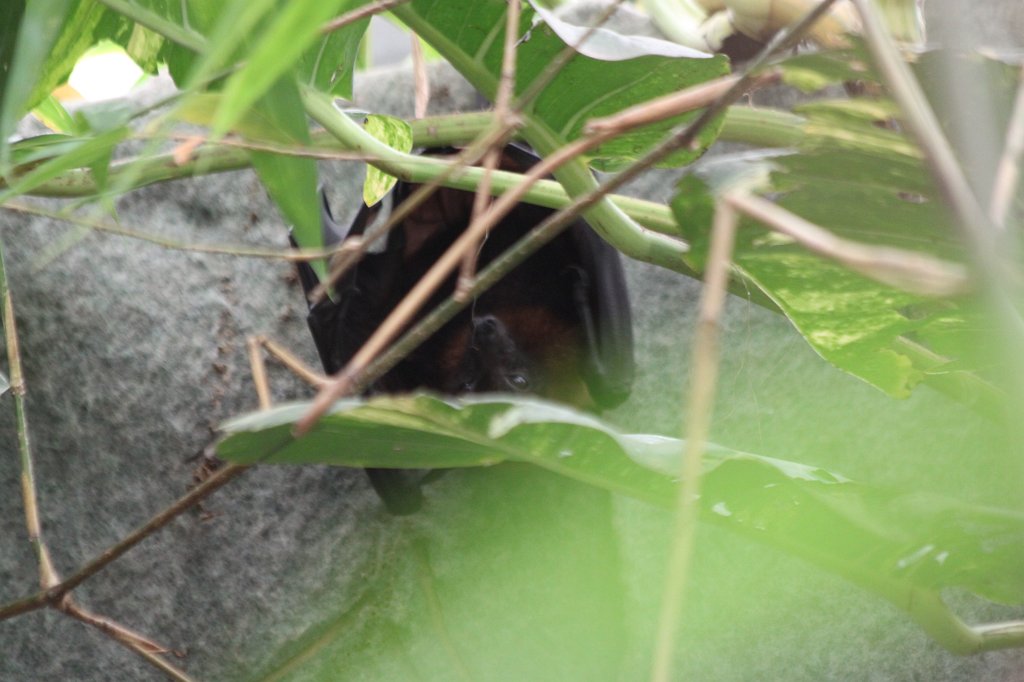 IMG_9998.JPG -  Rodrigues flying fox  ( Rodrigues-Flughund )