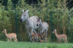 Flying zebra foal