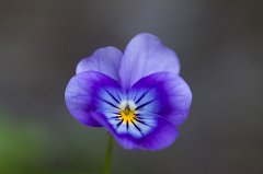 Viola