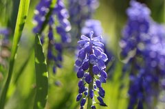Grape hyacinths