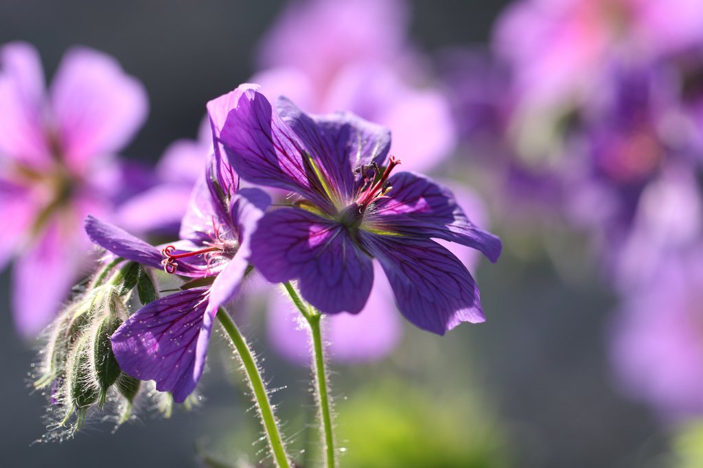 IMG_1741.JPG -  Geranium  ( Storchschnabel )
