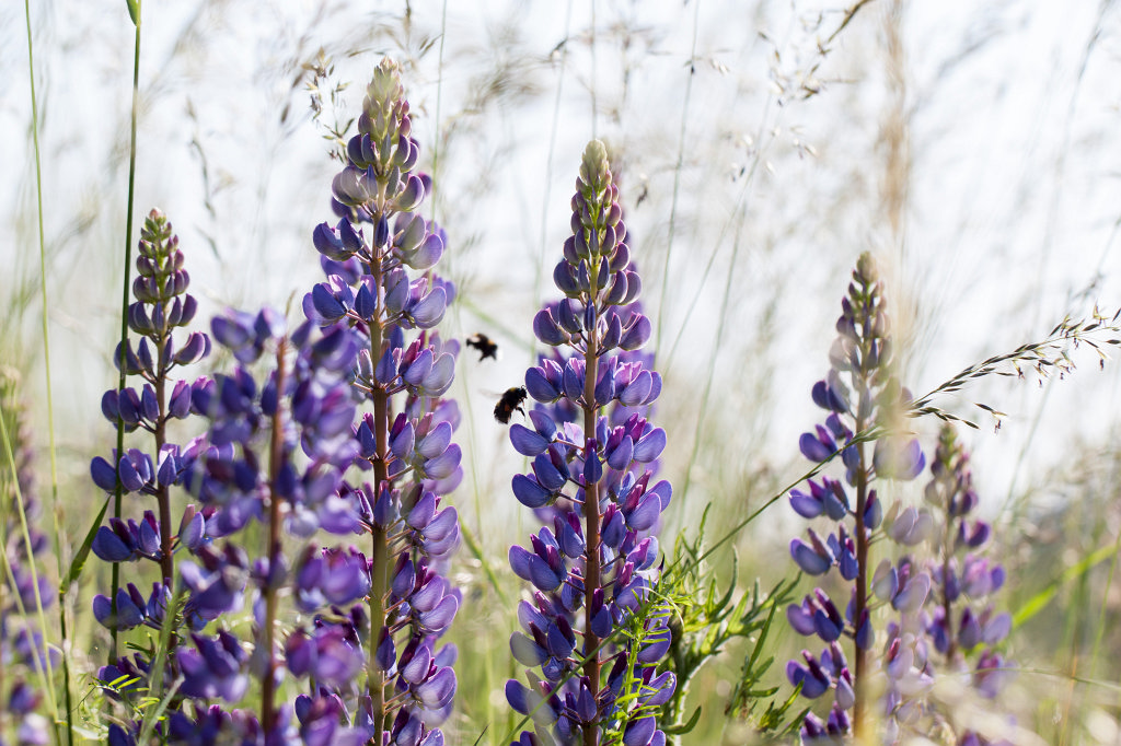 IMG_1758_c.jpg -  Lupins  ( Lupinen )