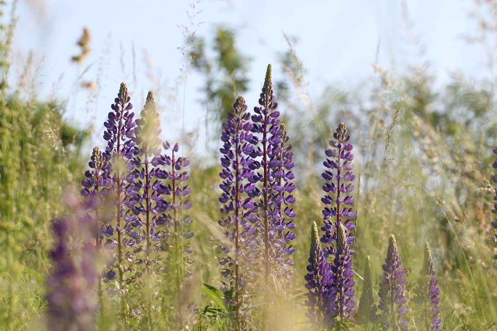 IMG_1761.JPG -  Lupins  ( Lupinen )