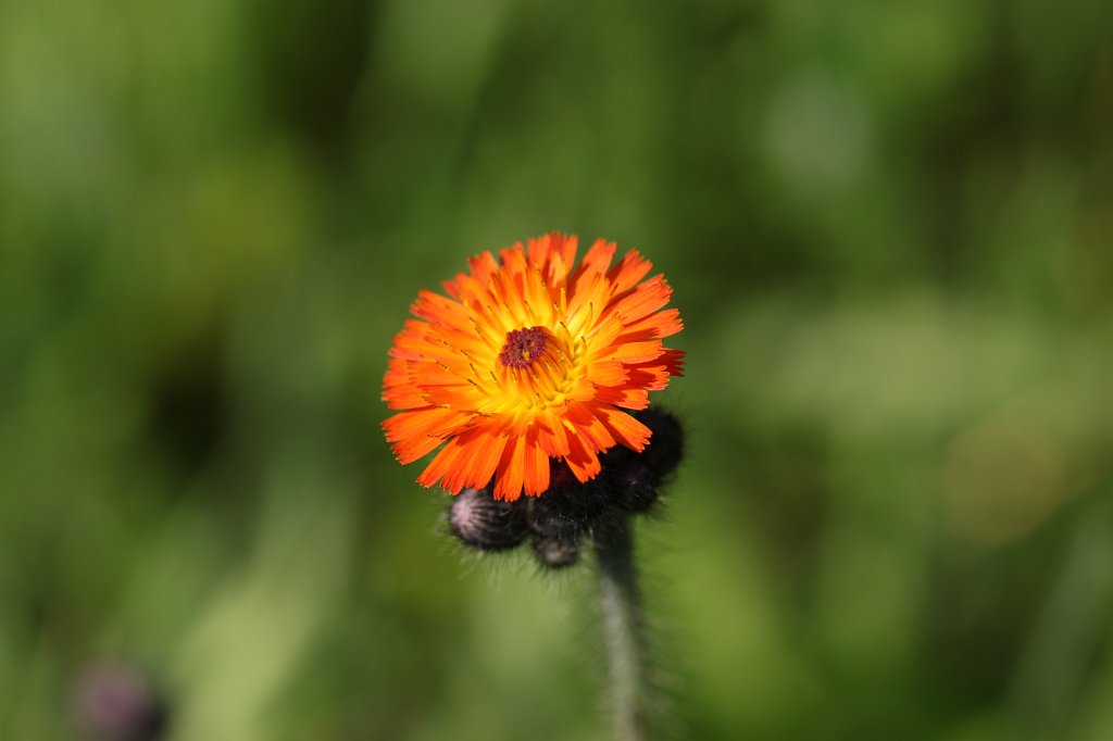 IMG_1769.JPG -  Orange hawkweed  ( Orangerotes Habichtskraut )