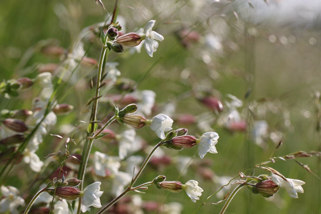 IMG_1773.JPG -  White campion  ( Weiße Lichtnelke )