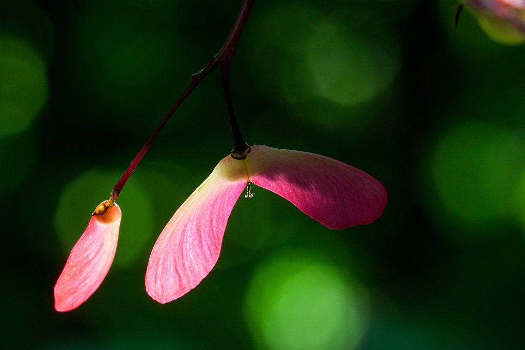 IMG_1781_c.jpg -  Samara  of a red  japanese maple  ( Samara  eines roten  Fächerahorn )