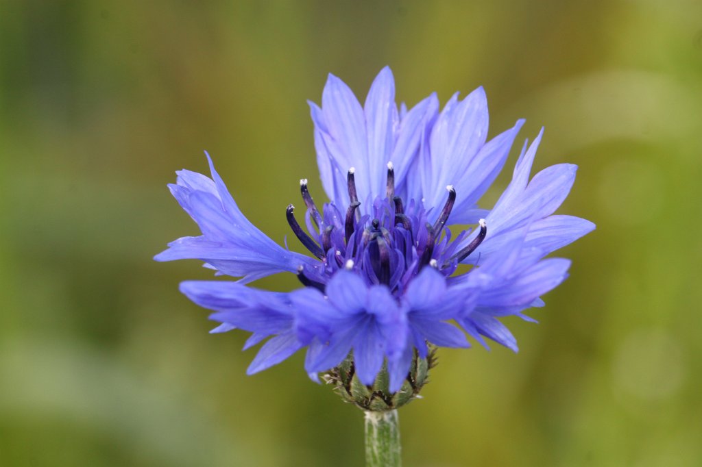 IMG_1786.JPG -  Cornflower  ( Kornblume )