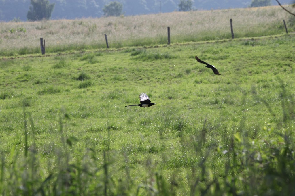 IMG_1808.JPG -  Eurasian magpie  ( Elster )