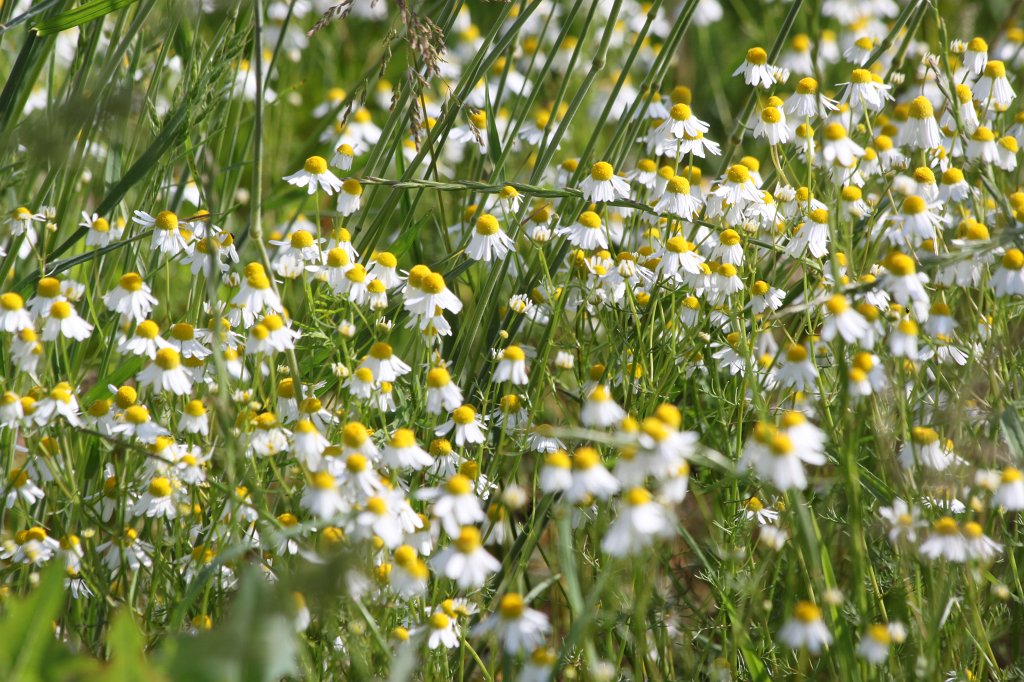 IMG_1827.JPG -  Chamomile  ( Kamille )
