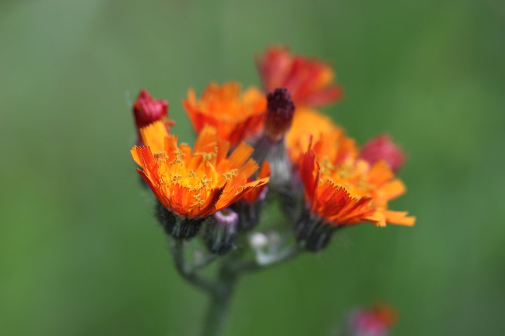 IMG_1836.JPG -  Orange hawkweed  ( Orangerotes Habichtskraut )