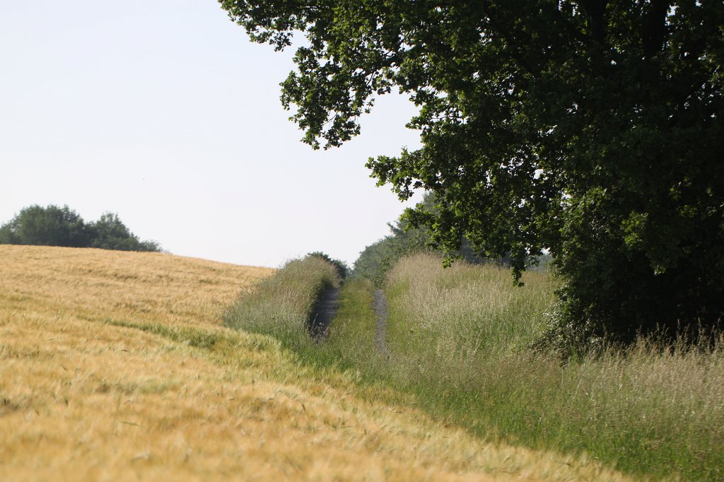 IMG_1857.JPG - Field