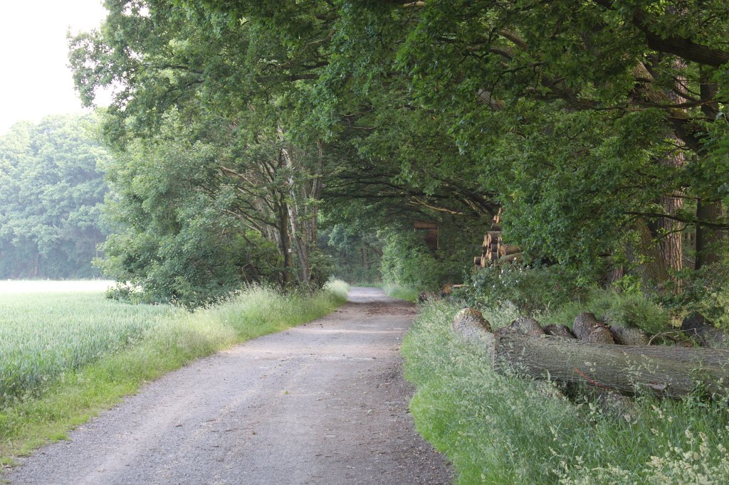 IMG_1864.JPG - Forest road