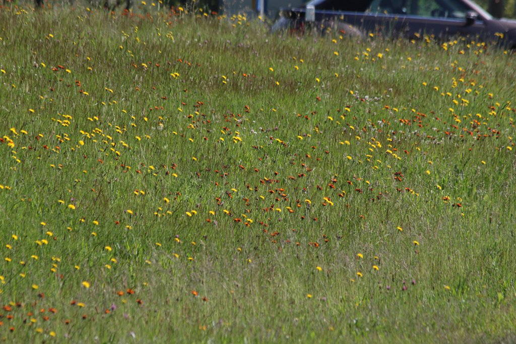 IMG_1878.JPG - Meadow